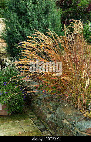 Achnatherum en plumes, herbe, graminées (Achnatherum calamagrostis, Stipa calamagrostis), blooming Banque D'Images