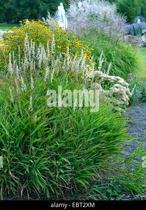 L'herbe gelée, Siberian graybeard, argent spike (Spodiopogon sibiricus), blooming Banque D'Images