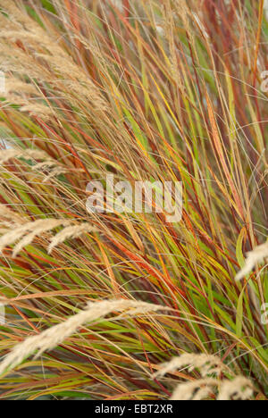 Achnatherum en plumes, herbe, graminées (Achnatherum calamagrostis, Stipa calamagrostis), blooming Banque D'Images