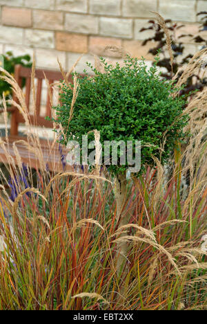 Achnatherum en plumes, herbe, graminées (Achnatherum calamagrostis, Stipa calamagrostis), Ligustrum delavayanum avec Banque D'Images