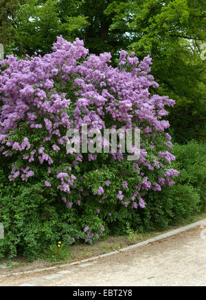 Lilas (Syringa chinensis chinois), blooming Banque D'Images