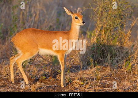 Steenbok (Raphicerus campestris), chiot dans la lumière du soir, Afrique du Sud, le Parc national Krueger Banque D'Images