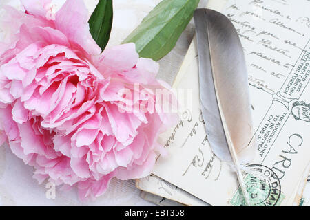 Magnifique pivoine rose avec des cartes postales anciennes de fond romantique Banque D'Images