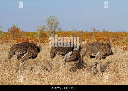 Autruche (Struthio camelus), trois personnes debout dans la savane, Afrique du Sud, le Parc national Krueger, Camp Letaba Banque D'Images
