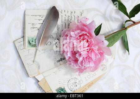 Magnifique pivoine rose avec des cartes postales anciennes de fond romantique Banque D'Images