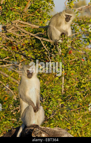 Singe vervet (Cercopithecus Chlorocebus pygerythrus, pygerythrus), paire sur un arbre, Afrique du Sud, le Parc national Krueger, Camp de Satara Banque D'Images