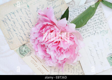 Magnifique pivoine rose avec des cartes postales anciennes de fond romantique Banque D'Images