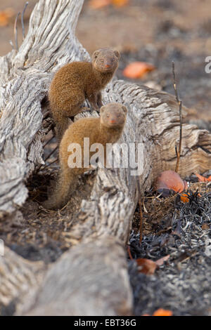 La Mangouste naine (Helogale parvula), deux mangoustes assis sur un arbre snag, Afrique du Sud, le Parc national Krueger, Camp Letaba Banque D'Images