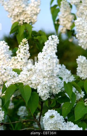 Le lilas commun (Syringa vulgaris 'Mmoi Florent Stepman', Syringa vulgaris Mme Florent Stepman), le cultivar Mme Florent Stepman Banque D'Images