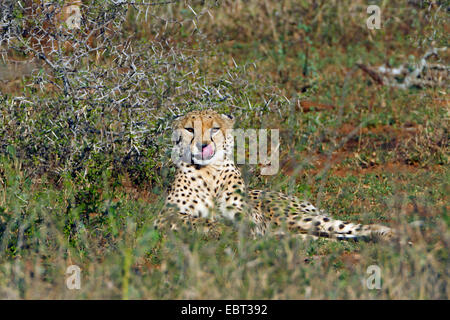 Le Guépard (Acinonyx jubatus), situé dans la savane, le repos, l'Afrique du Sud, le Parc national Krueger Banque D'Images