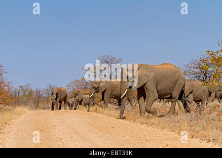 L'éléphant africain (Loxodonta africana), troupeau d'éléphants traversant une route de campagne, Afrique du Sud, le Parc national Krueger Banque D'Images