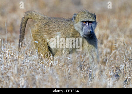 Babouin Chacma baboon, anubius, babouin doguera (Papio ursinus, Papio cynocephalus ursinus), en marchant à travers les maedow, Afrique du Sud, le Parc national Krueger Banque D'Images