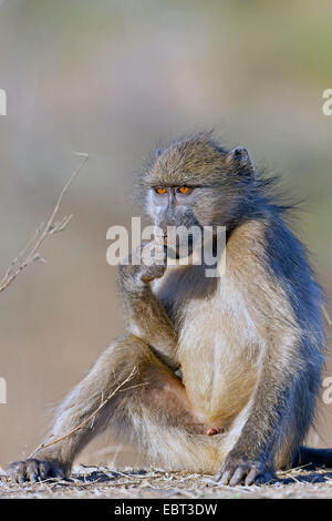 Babouin Chacma baboon, anubius, babouin doguera (Papio ursinus, Papio cynocephalus ursinus), jeune homme assis sur le sol, l'Afrique du Sud, le Parc national Krueger, Camp de Sabie Banque D'Images