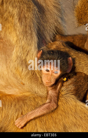 Babouin Chacma baboon, anubius, babouin doguera (Papio ursinus, Papio cynocephalus ursinus), pub délimitation de la mère, Afrique du Sud, le Parc national Krueger, Camp de Sabie Banque D'Images