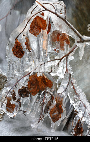Le hêtre commun (Fagus sylvatica), l'automne feuilles de hêtre dans les glaces, en Allemagne, en Rhénanie du Nord-Westphalie Banque D'Images