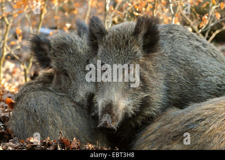 Le sanglier, le porc, le sanglier (Sus scrofa), quatre sangliers bien couché ensemble à l'automne feuillage, Allemagne, Rhénanie du Nord-Westphalie Banque D'Images