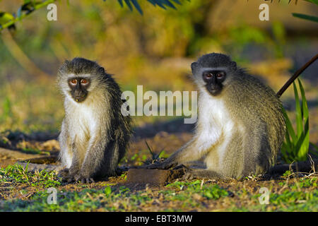 Singe vervet (Cercopithecus Chlorocebus pygerythrus, pygerythrus), assis sur le sol, l'Afrique du Sud, le Parc national Krueger, Camp de Satara Banque D'Images