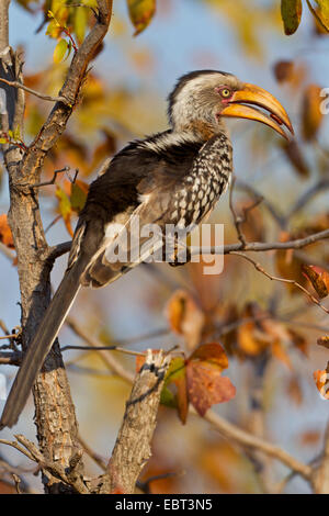 Calao à bec jaune (Tockus leucomelas), assis sur une branche qui se nourrit d'une semence, Afrique du Sud, le Parc national Krueger, Camp Letaba Banque D'Images