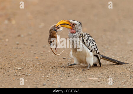 Calao à bec jaune (Tockus leucomelas), assis sur le sol avec les proies dans son bec, l'Afrique du Sud, le Parc national Krueger Banque D'Images