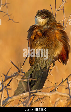 Coucal à sourcils blancs (Centropus superciliosus burchelli), assis sur une branche, Afrique du Sud, le Parc national Krueger, Camp de Satara Banque D'Images