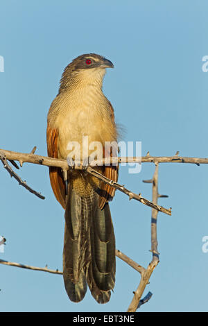 Coucal à sourcils blancs (Centropus superciliosus burchelli), assis sur une branche, Afrique du Sud, le Parc national Krueger, Camp de Satara Banque D'Images