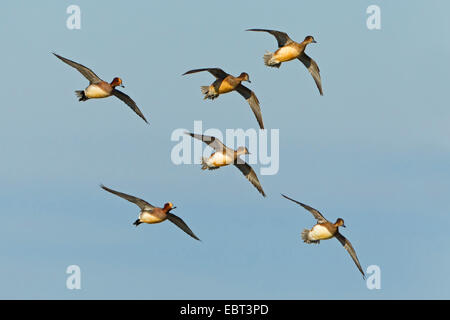 Canard d'Europe (Anas penelope, Mareca penelope), troupeau, deltaplane, Pays-Bas, Texel Banque D'Images