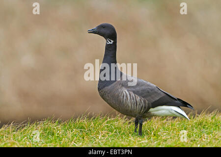 La Bernache cravant (Branta bernicla), dans un pré, Pays-Bas, Texel Banque D'Images