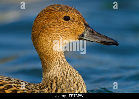 Le Canard pilet (Anas acuta), portrait, Allemagne, Bade-Wurtemberg Banque D'Images