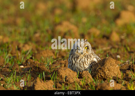 Le hibou des marais (Asio flammeus), assis sur un champ, l'Allemagne, Rhénanie-Palatinat Banque D'Images