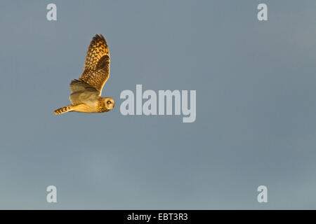 Le hibou des marais (Asio flammeus), voler, Allemagne, Rhénanie-Palatinat Banque D'Images