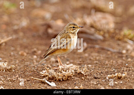 Aprican Sprague (Anthus cinnamomeus), assis sur le sol, l'Afrique du Sud, le Parc national Krueger, Camp Letaba Banque D'Images