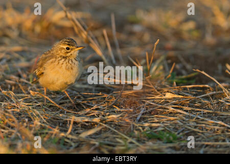 Aprican Sprague (Anthus cinnamomeus), assis sur le sol, l'Afrique du Sud, le Parc national Krueger, Camp Letaba Banque D'Images