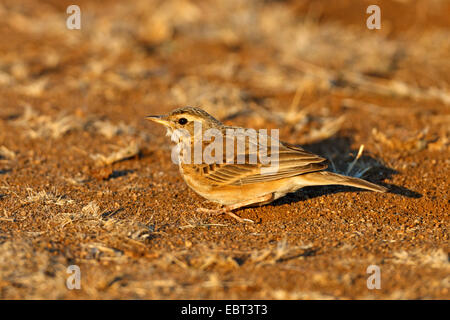 Aprican Sprague (Anthus cinnamomeus), assis sur le sol, l'Afrique du Sud, le Parc national Krueger, Camp Letaba Banque D'Images