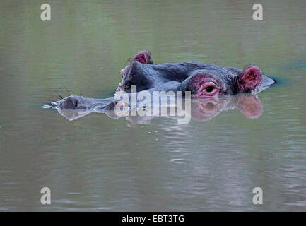 Hippopotame, hippopotame, hippopotame commun (Hippopotamus amphibius), hippo surfacing, Afrique du Sud, le Parc national Krueger Banque D'Images