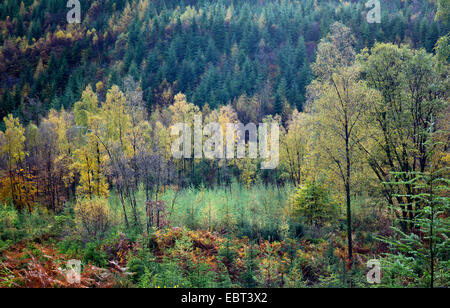 Retour à la nature, la nature de l'ancien site récupération Hafna mine à Nant Uchaf dans le Gwydyr forêt automne Parc national Snowdonia Banque D'Images