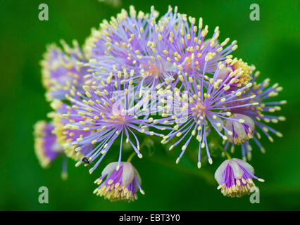 Plus de meadow-rue, Columbine meadow-rue, Français meadow-rue (Thalictrum aquilegiifolium), inflorescence, Allemagne, Bavière, Oberbayern-Ammergebirge Banque D'Images