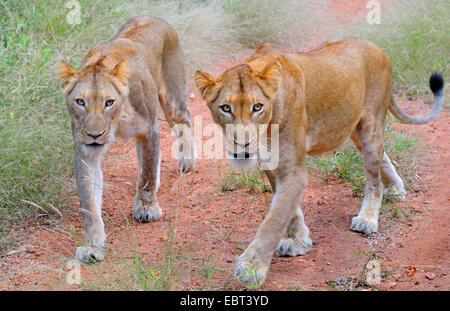 Lion (Panthera leo), deux lionnes chasse, Afrique du Sud, le Parc national Krueger Banque D'Images