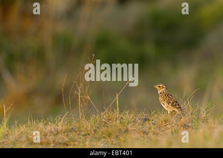 Wood lark (Lullula arborea), sur le terrain, l'Allemagne, Bade-Wurtemberg Banque D'Images