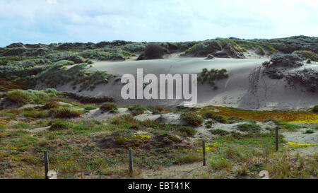 Dunes d'herbe, Pays Bas, Hollande-du-Sud, Coepelduynen, Noordwijk aan Zee Banque D'Images