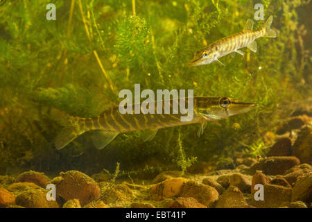 Le brochet, le grand brochet (Esox lucius), juvenil, side view Banque D'Images