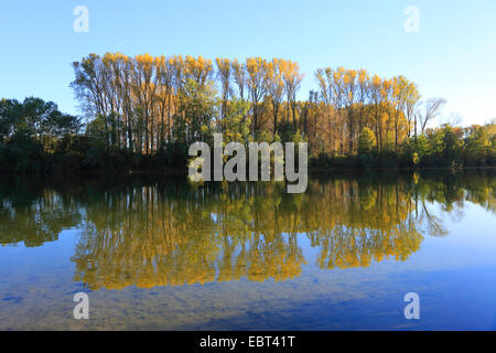Le tremble, le peuplier (Populus spec.), forêt de plaine avec des peupliers en automne, Allemagne Banque D'Images