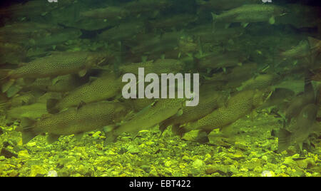 La truite brune, la truite de mer, l'Atlantique (Salmo trutta trutta), la migration des poissons, grand haut-fond dans la rivière à marée basse, la Norvège, Namsos Banque D'Images