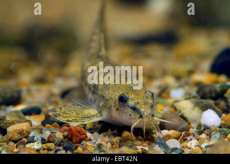 Loach pierre (Noemacheilus Barbatula barbatula, barbulatus, Nemacheilus barbatulus), portrait Banque D'Images