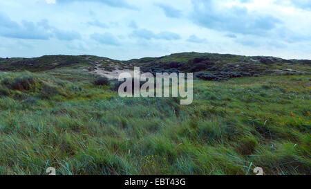 Dunes d'herbe, Pays Bas, Hollande-du-Sud, Coepelduynen, Noordwijk aan Zee Banque D'Images