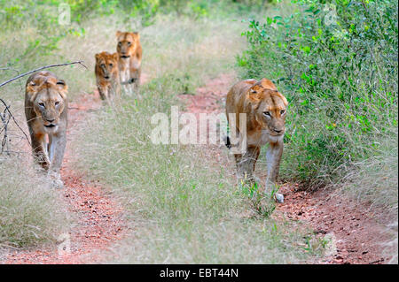 Lion (Panthera leo), lionne avec groupe jeune lion à la recherche de nourriture, Afrique du Sud, le Parc national Krueger Banque D'Images