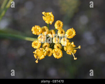 Aneth (Anethum graveolens Anethum graveolens, var. hortorum), partie d'une ombelle Banque D'Images