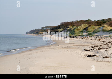 Afficher le long de la plage de sable à l'Darss, Allemagne, Mecklenburg Vorpommern, Poméranie occidentale Lagoon Salon National Park, Fischland-Darss-Zingst Banque D'Images