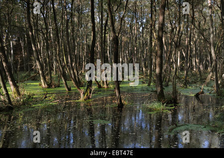 Carr sur le Darss, Allemagne, Bavière, Bade-Wurtemberg Lagoon Salon National Park, Fischland-Darss-Zingst Banque D'Images