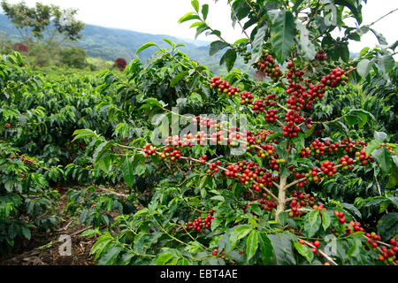 Café arabe (Coffea arabica), branches fructifères, Colombie Banque D'Images