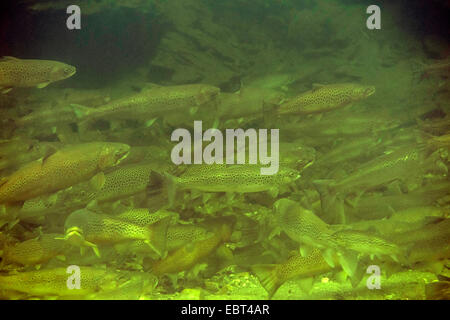 La truite brune, la truite de mer, l'Atlantique (Salmo trutta trutta), la migration des poissons, grand haut-fond dans la rivière à marée basse, la Norvège, Namsos Banque D'Images